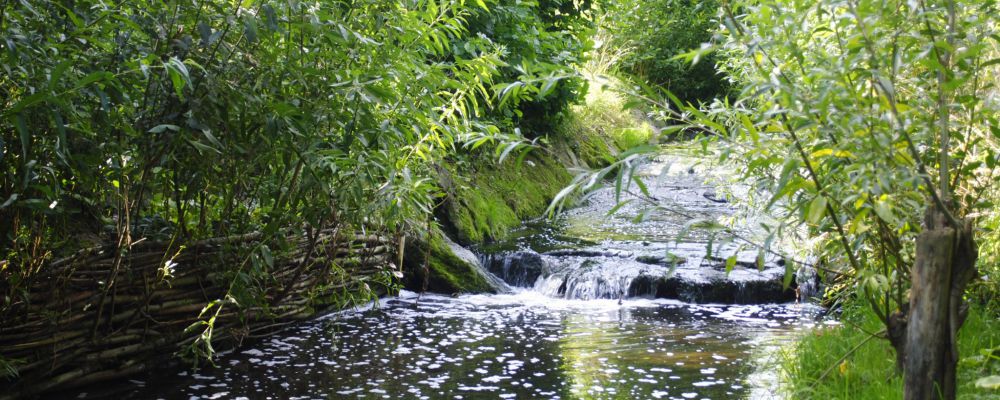 Genie Végétal sur le Petit Rosne à Sarcelle © SAGE CEVM Genie Végétal sur le Petit Rosne à Sarcelle © SAGE CEVM