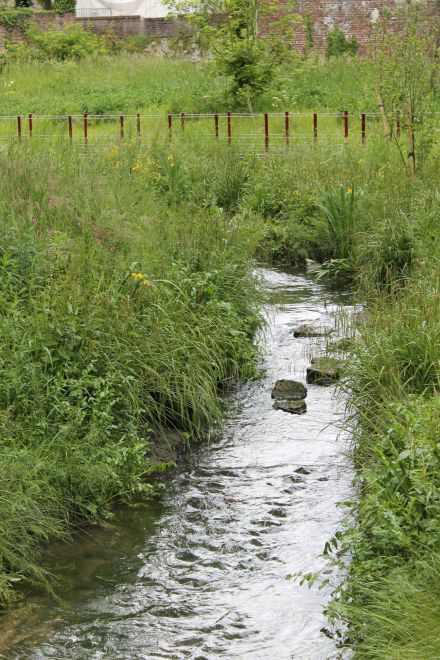 Petit Rosne - Sarcelle © SAGE CEVM