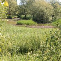 Parc Sausset - Le marais © SAGE CEVM