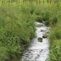 Petit Rosne - Sarcelle © SAGE CEVM